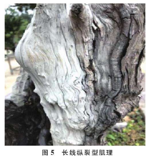 图解 人工舍利干盆景的6个肌理类型与特征