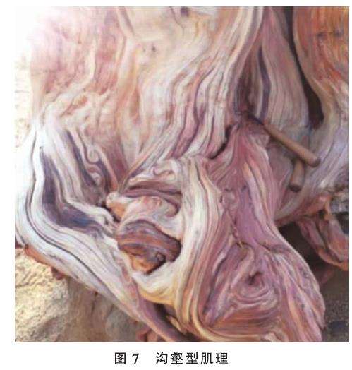 图解 人工舍利干盆景的6个肌理类型与特征