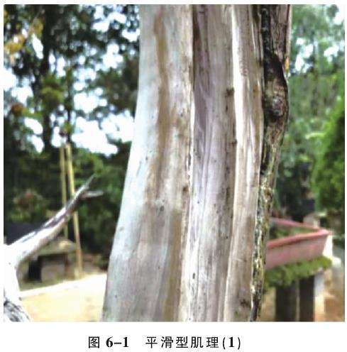 图解 人工舍利干盆景的6个肌理类型与特征