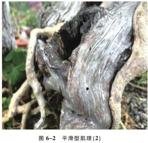 图解 人工舍利干盆景的6个肌理类型与特征