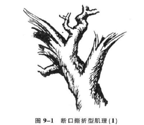 图解 人工舍利干盆景的6个肌理类型与特征