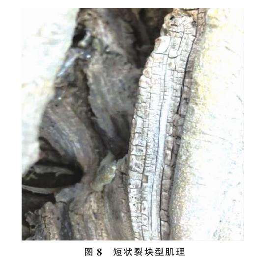 图解 人工舍利干盆景的6个肌理类型与特征