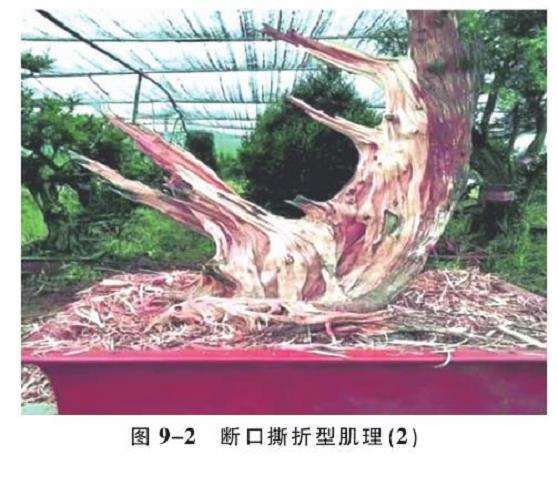 图解 人工舍利干盆景的6个肌理类型与特征