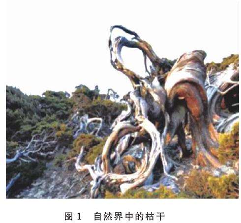 木材纹理与人工舍利干盆景的肌理