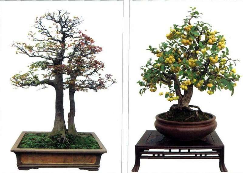 5个优秀杂木盆景树种介绍