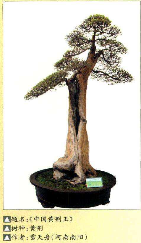 5个优秀杂木盆景树种介绍