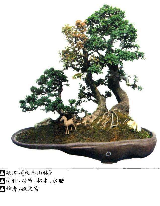 5个优秀杂木盆景树种介绍