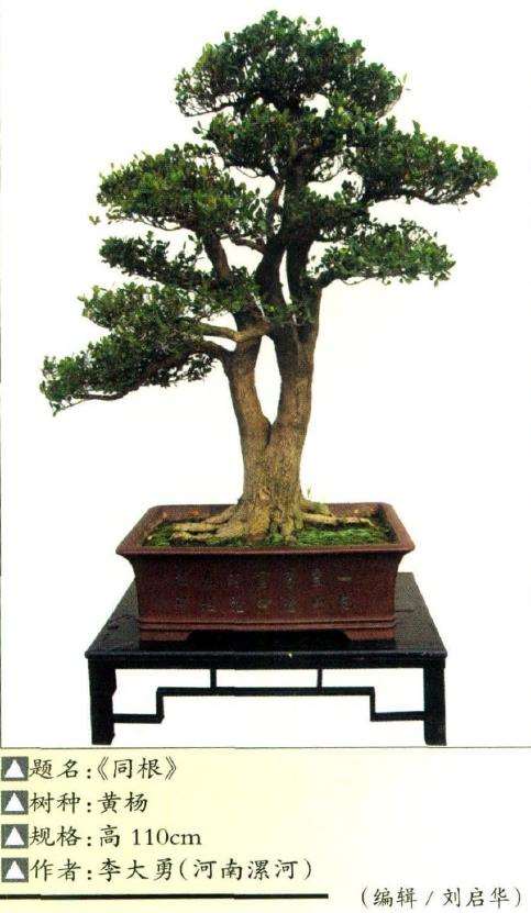 5个优秀杂木盆景树种介绍