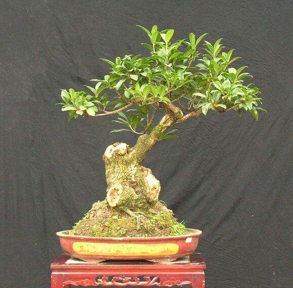 桂林举行市民桂花盆景精品展