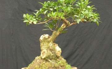 2009年 桂林举行市民桂花盆景精品展