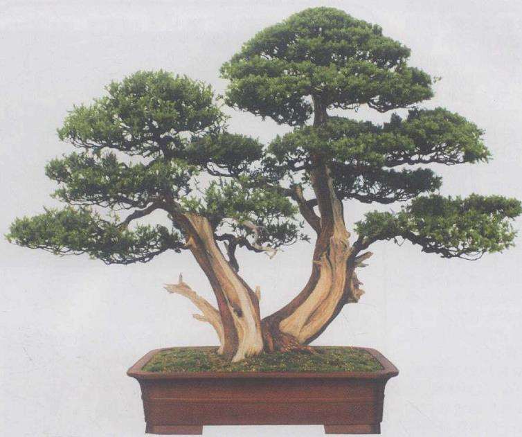 2009年 第二届中国唐风盆景展