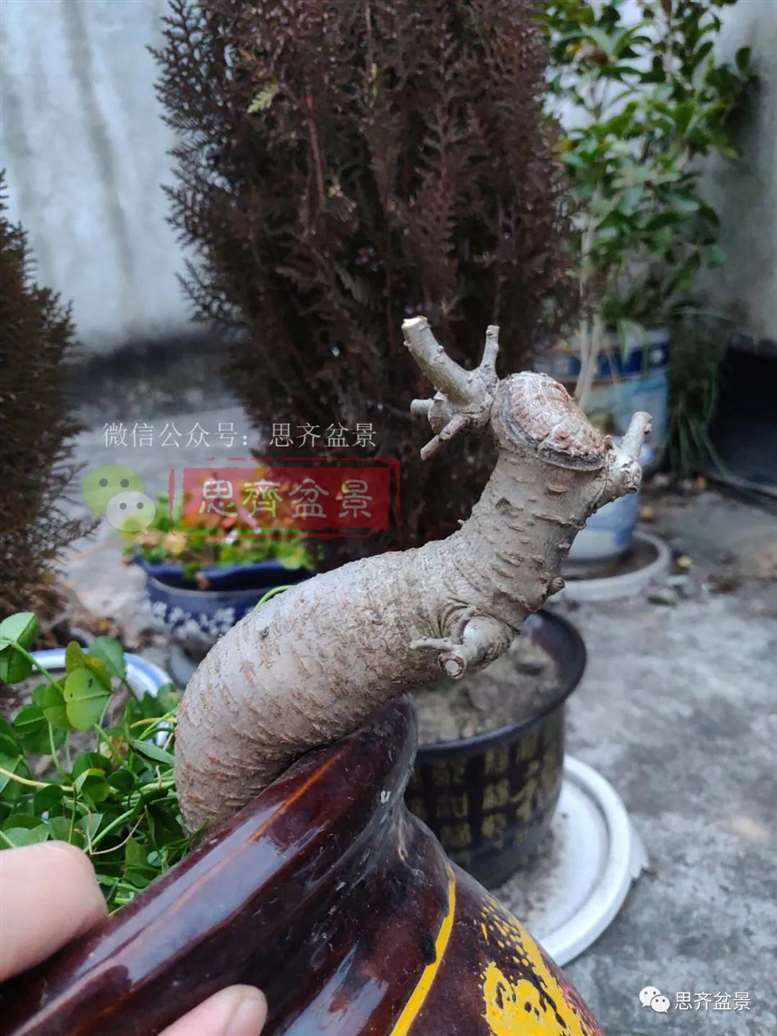 图解 榆树下山桩怎么制作矮霸盆景的过程