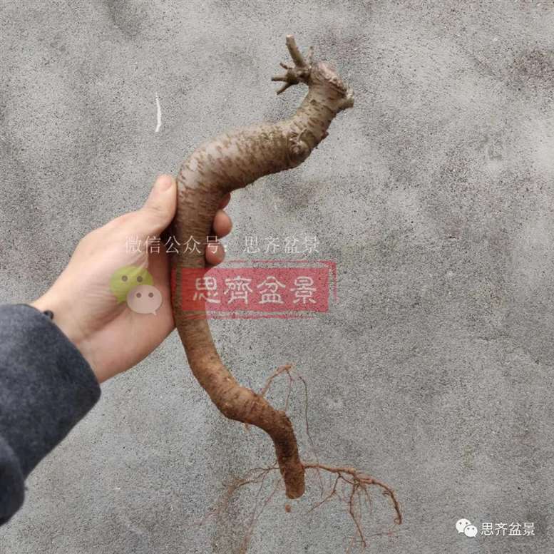 图解 榆树下山桩怎么制作矮霸盆景的过程