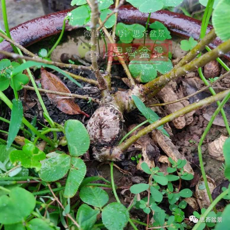 图解 榆树下山桩怎么制作矮霸盆景的过程