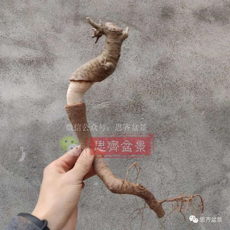 图解 榆树下山桩怎么制作矮霸盆景的过程