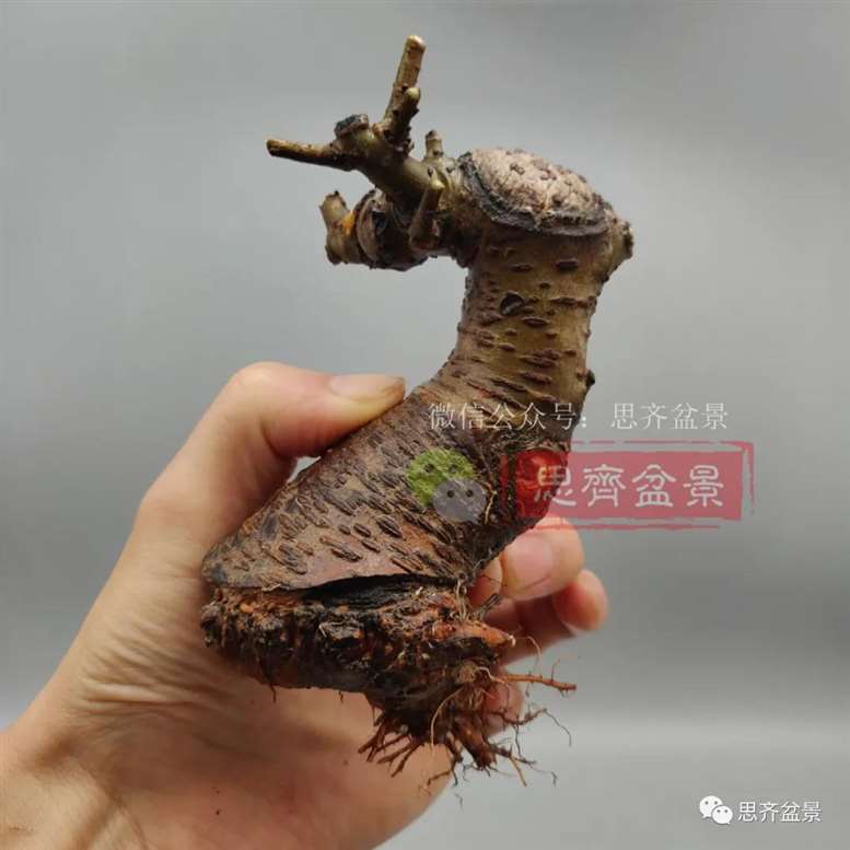 图解 榆树下山桩怎么制作矮霸盆景的过程