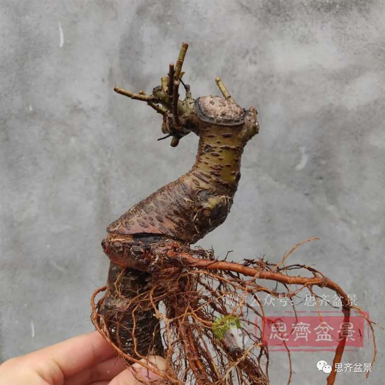 图解 榆树下山桩怎么制作矮霸盆景的过程