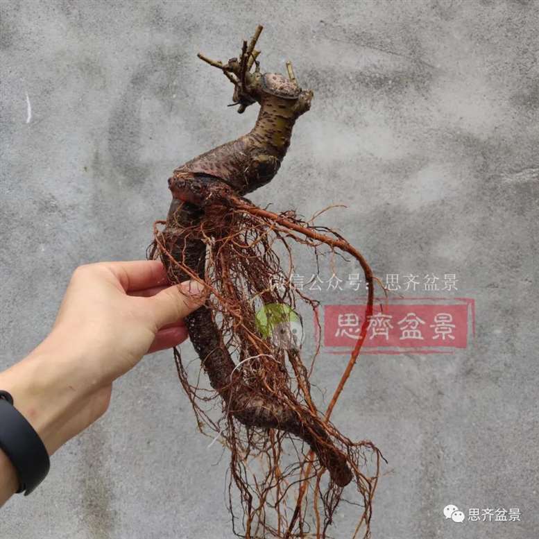 图解 榆树下山桩怎么制作矮霸盆景的过程