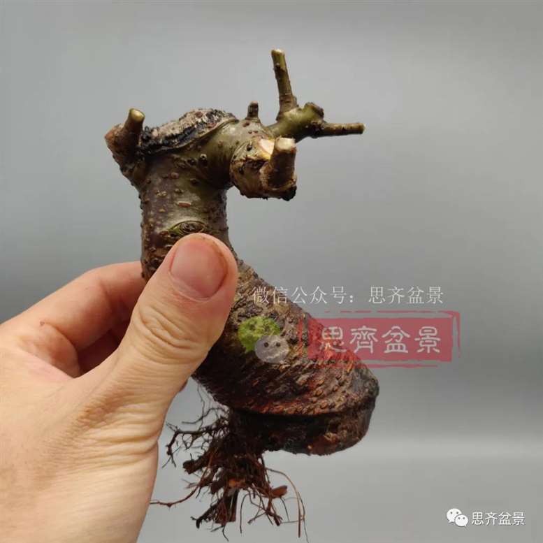 图解 榆树下山桩怎么制作矮霸盆景的过程