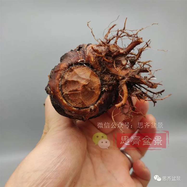 图解 榆树下山桩怎么制作矮霸盆景的过程