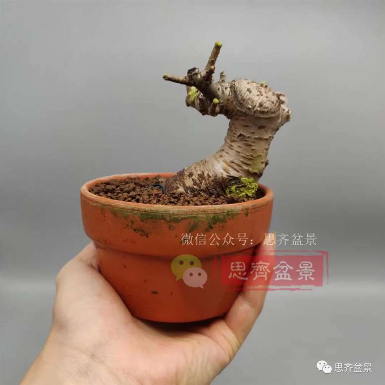 图解 榆树下山桩怎么制作矮霸盆景的过程