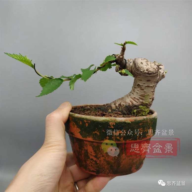 图解 榆树下山桩怎么制作矮霸盆景的过程