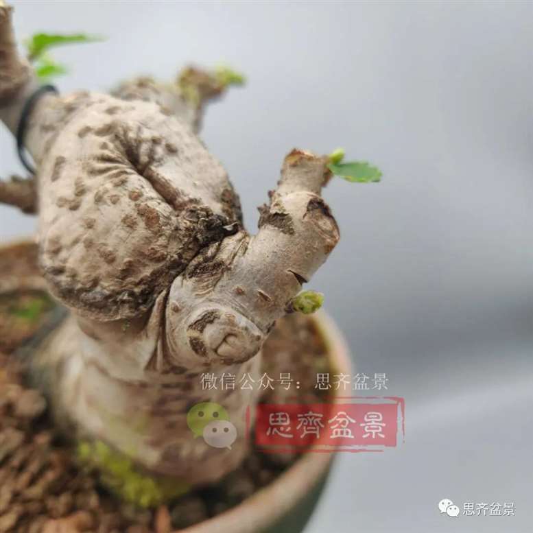 图解 榆树下山桩怎么制作矮霸盆景的过程