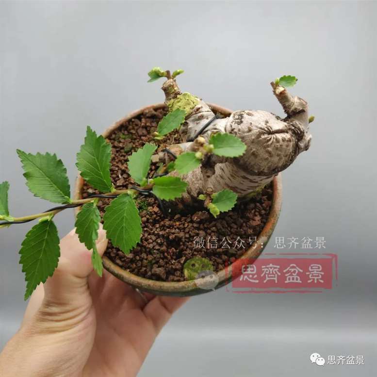 图解 榆树下山桩怎么制作矮霸盆景的过程