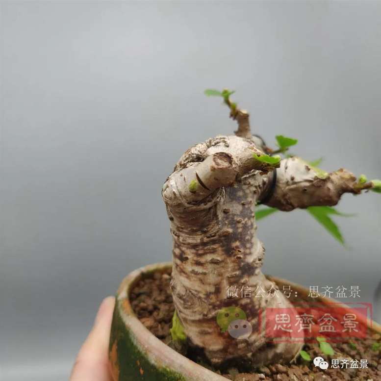 图解 榆树下山桩怎么制作矮霸盆景的过程