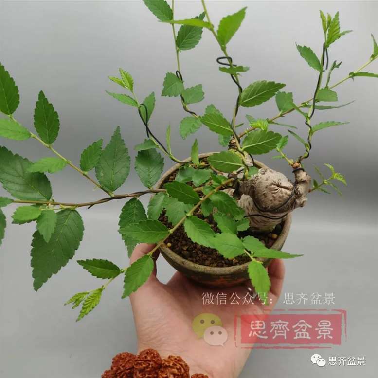 图解 榆树下山桩怎么制作矮霸盆景的过程