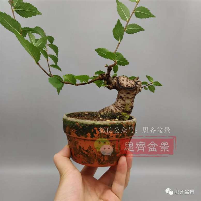 图解 榆树下山桩怎么制作矮霸盆景的过程