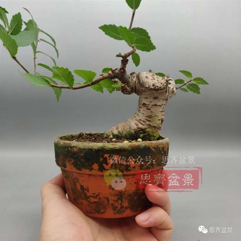 图解 榆树下山桩怎么制作矮霸盆景的过程