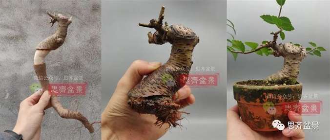 图解 榆树下山桩怎么制作矮霸盆景的过程
