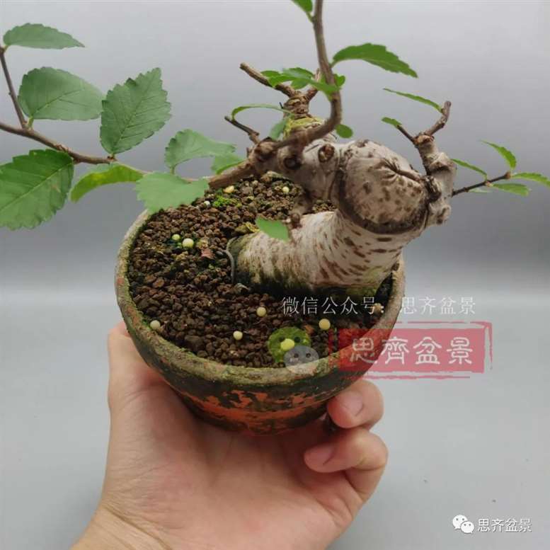 图解 榆树下山桩怎么制作矮霸盆景的过程