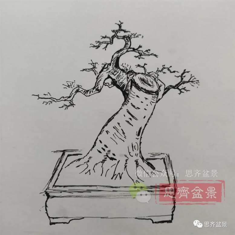 图解 榆树下山桩怎么制作矮霸盆景的过程