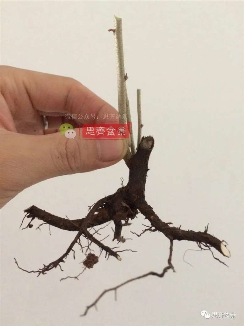 图解 胡颓子扦插小苗3年制作成矮霸盆景