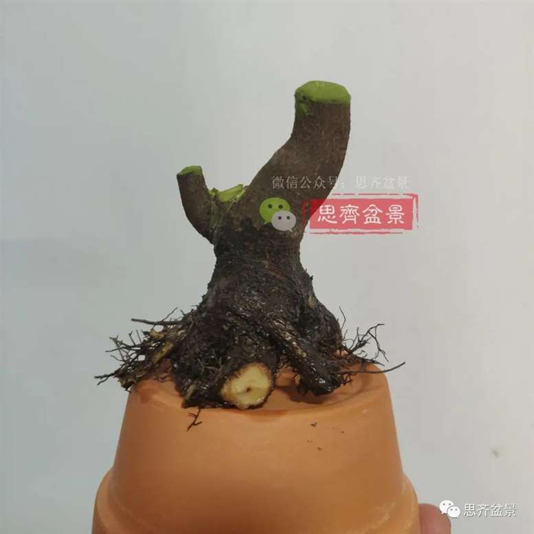 图解 胡颓子扦插小苗3年制作成矮霸盆景