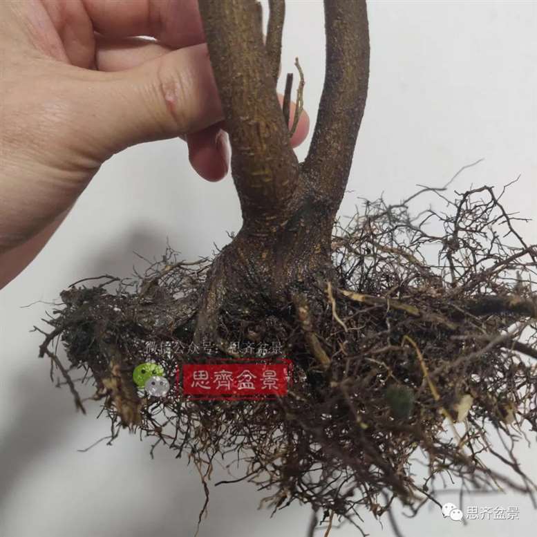 图解 胡颓子扦插小苗3年制作成矮霸盆景