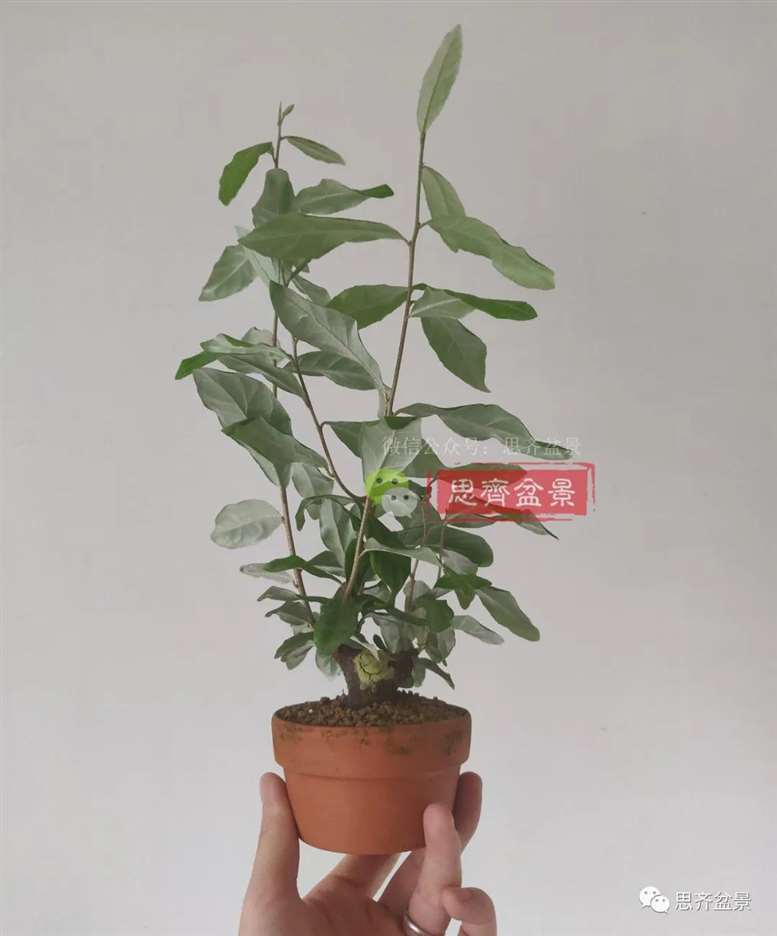 图解 胡颓子扦插小苗3年制作成矮霸盆景