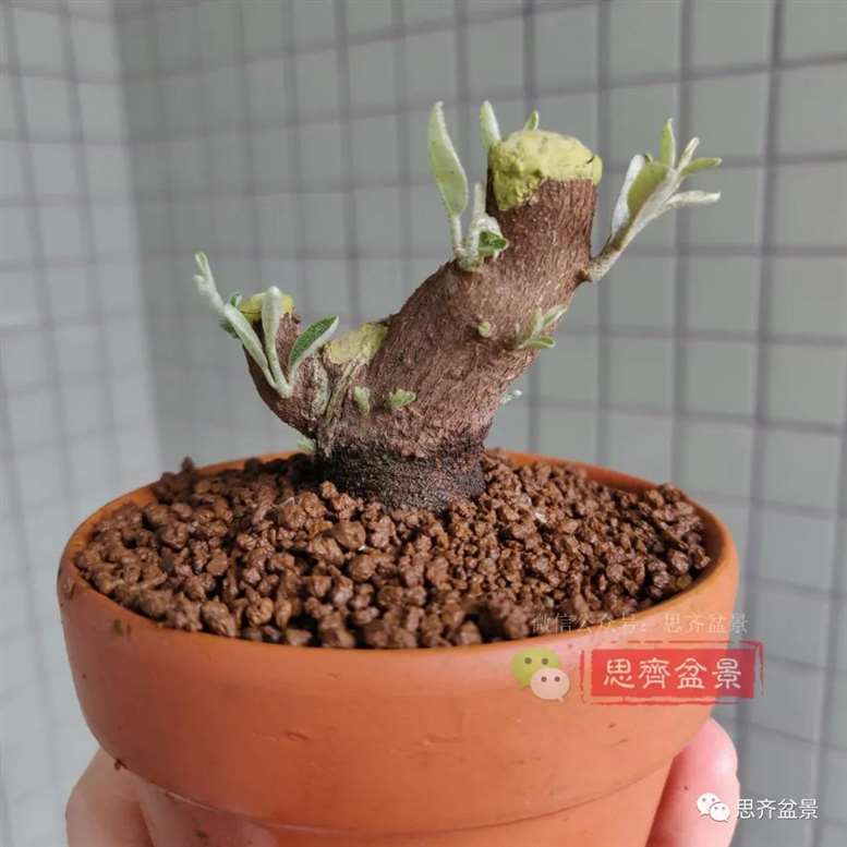 图解 胡颓子扦插小苗3年制作成矮霸盆景