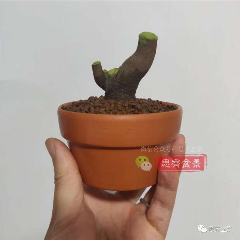 图解 胡颓子扦插小苗3年制作成矮霸盆景