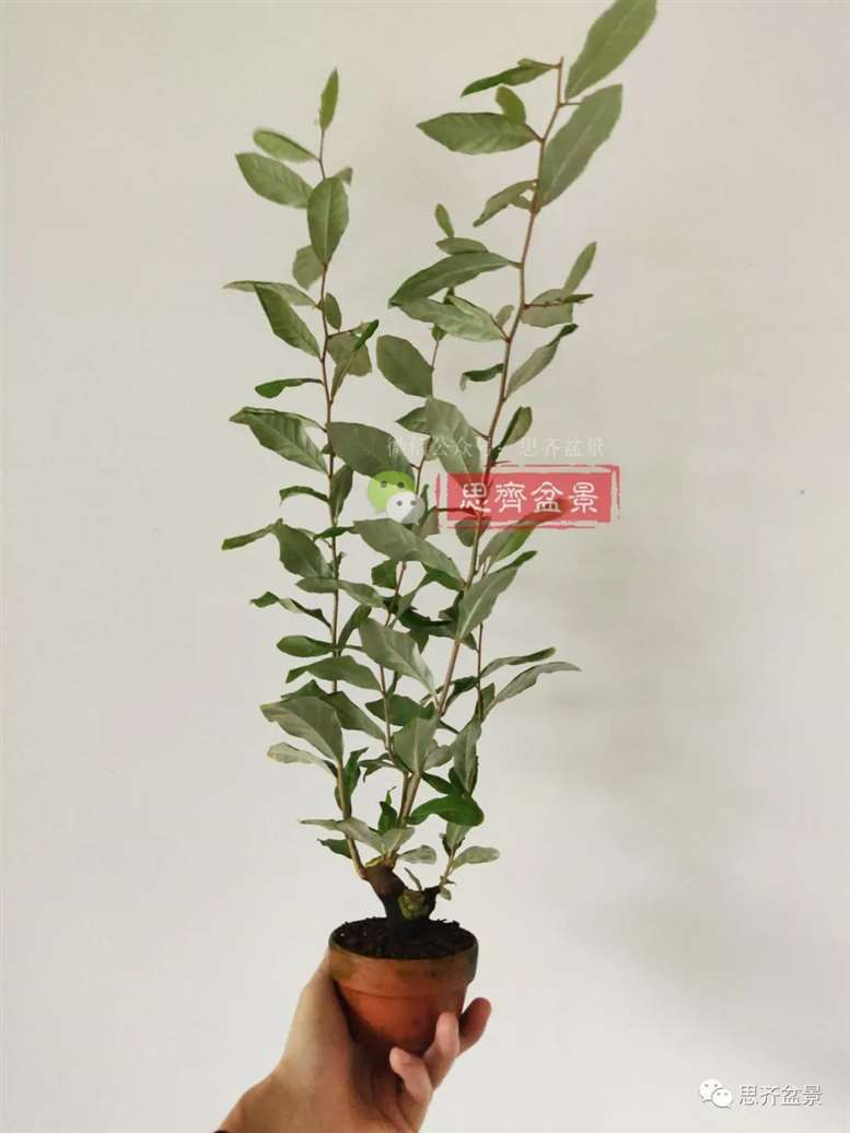 图解 胡颓子扦插小苗3年制作成矮霸盆景