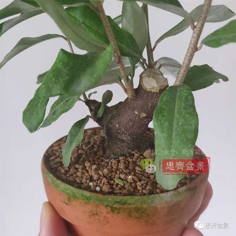 图解 胡颓子扦插小苗3年制作成矮霸盆景
