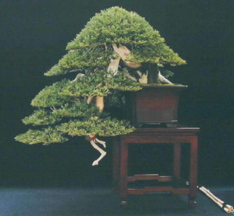 西班牙盆景艺术家 luis vila 图片