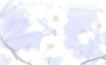 二月了 竟然是一片红紫烂漫的梅花