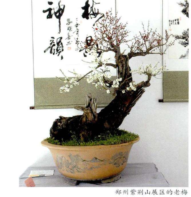 郑州举办2017年迎新春梅花盆景展