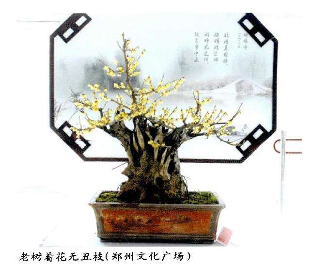 郑州举办2017年迎新春梅花盆景展