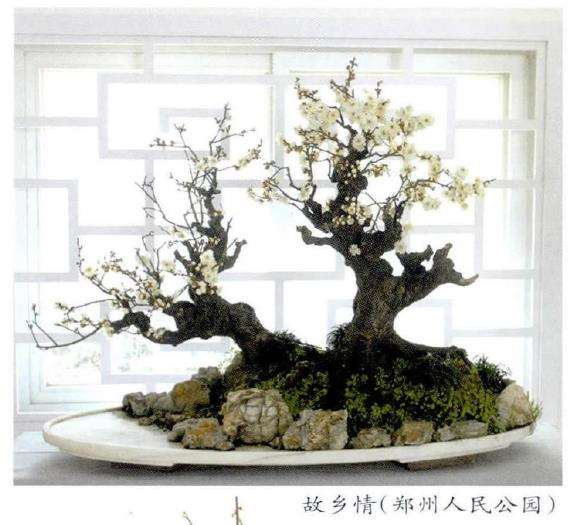 郑州举办2017年迎新春梅花盆景展