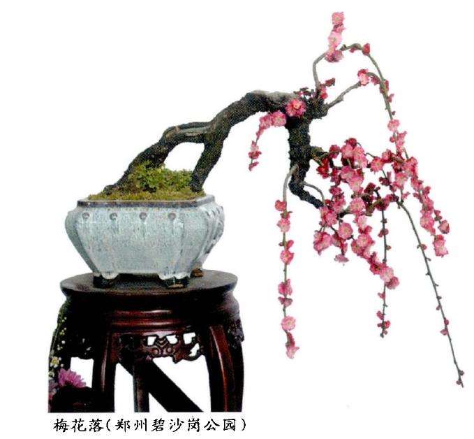 郑州举办2017年迎新春梅花盆景展