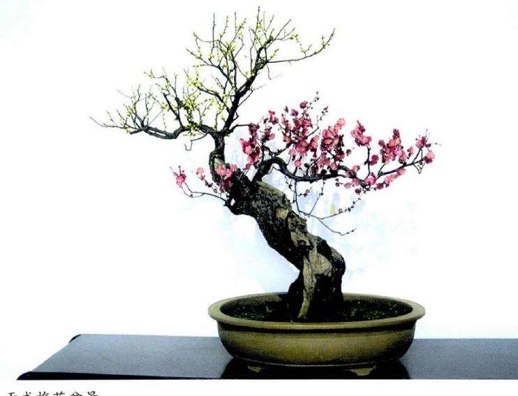 梅花盆景怎么脱盆的3个方法